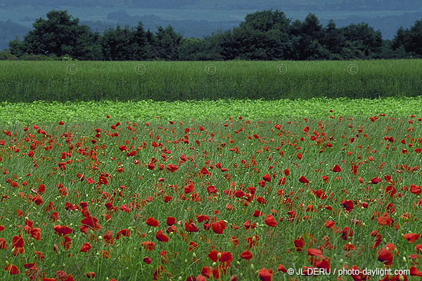 paysage